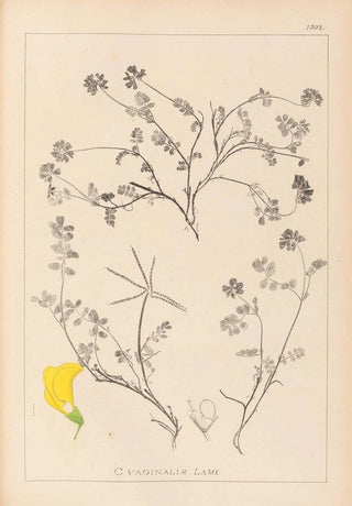 Louis Antoine Cusin - Herbier de la flore franaise Pl0534.webp