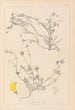 Herbier de la flore française Pl0535 - Louis Antoine Cusin — vy av konstverket