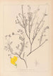 Herbier de la flore française Pl0536 - Louis Antoine Cusin — vy av konstverket