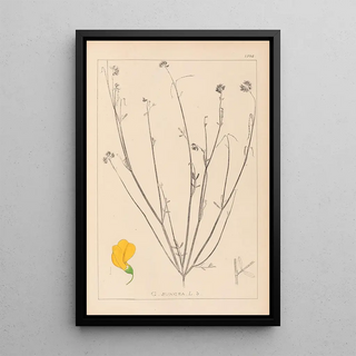 Louis Antoine Cusin - Herbier de la flore franaise Pl0537.webp