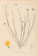 Herbier de la flore française Pl0537 - Louis Antoine Cusin — vy av konstverket