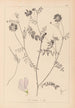 Herbier de la flore française Pl0538 - Louis Antoine Cusin — vy av konstverket