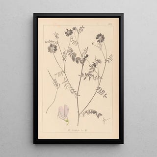 Louis Antoine Cusin - Herbier de la flore franaise Pl0538.webp