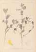 Herbier de la flore française Pl0539 - Louis Antoine Cusin — vy av konstverket