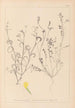 Herbier de la flore française Pl0540 - Louis Antoine Cusin — vy av konstverket