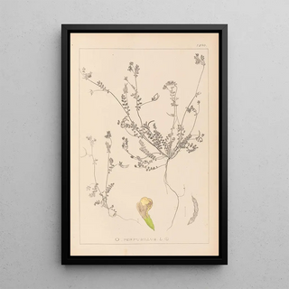 Louis Antoine Cusin - Herbier de la flore franaise Pl0541.webp