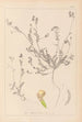 Herbier de la flore française Pl0541 - Louis Antoine Cusin — vy av konstverket