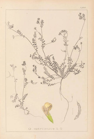 Louis Antoine Cusin - Herbier de la flore franaise Pl0541.webp