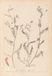 Herbier de la flore française Pl0542 - Louis Antoine Cusin — vy av konstverket