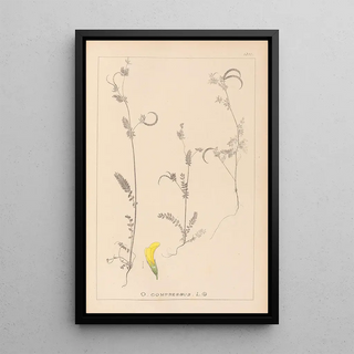 Louis Antoine Cusin - Herbier de la flore franaise Pl0543.webp