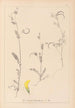 Herbier de la flore française Pl0543 - Louis Antoine Cusin — vy av konstverket