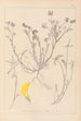 Herbier de la flore française Pl0544 - Louis Antoine Cusin — vy av konstverket