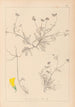 Herbier de la flore française Pl0545 - Louis Antoine Cusin — vy av konstverket