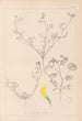 Herbier de la flore française Pl0546 - Louis Antoine Cusin — vy av konstverket