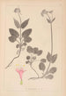 Herbier de la flore française Pl0687 - Louis Antoine Cusin — vy av konstverket