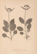 Herbier de la flore française Pl0688 - Louis Antoine Cusin — vy av konstverket
