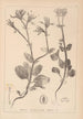 Herbier de la flore française Pl0708 - Louis Antoine Cusin — vy av konstverket
