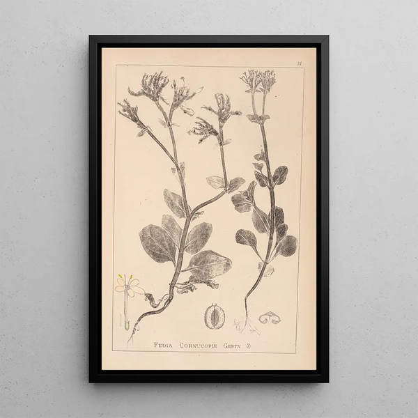 Louis Antoine Cusin - Herbier de la flore franaise Pl0708.webp