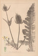 Herbier de la flore française Pl0710 - Louis Antoine Cusin — vy av konstverket
