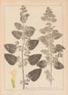 Herbier de la flore française Pl0800 - Louis Antoine Cusin — vy av konstverket
