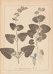 Herbier de la flore française Pl0806 - Louis Antoine Cusin — vy av konstverket