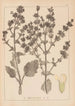 Herbier de la flore française Pl0808 - Louis Antoine Cusin — vy av konstverket