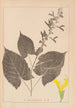Herbier de la flore française Pl0809 - Louis Antoine Cusin — vy av konstverket