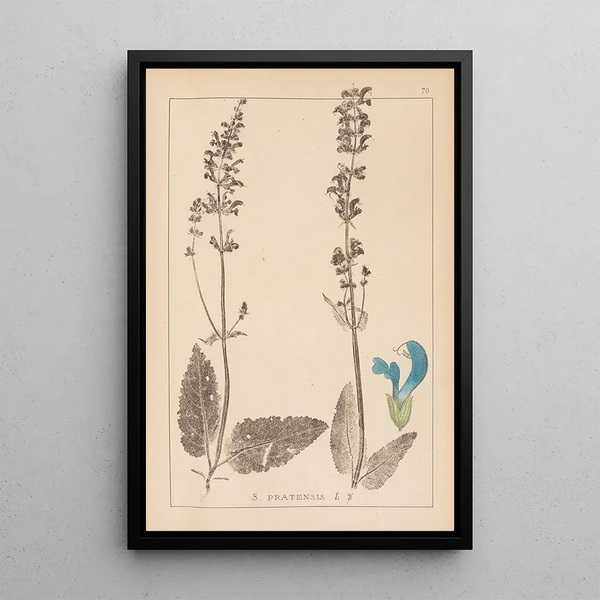 Louis Antoine Cusin - Herbier de la flore franaise Pl0810.webp