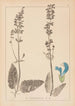 Herbier de la flore française Pl0810 - Louis Antoine Cusin — vy av konstverket