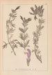 Herbier de la flore française Pl0821 - Louis Antoine Cusin — vy av konstverket