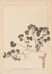 Herbier de la flore française Pl0822 - Louis Antoine Cusin — vy av konstverket