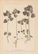 Herbier de la flore française Pl0828 - Louis Antoine Cusin — vy av konstverket