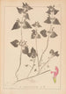 Herbier de la flore française Pl0829 - Louis Antoine Cusin — vy av konstverket