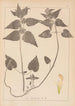 Herbier de la flore française Pl0830 - Louis Antoine Cusin — vy av konstverket