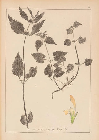 Louis Antoine Cusin - Herbier de la flore franaise Pl0831.webp