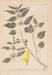 Herbier de la flore française Pl0832 - Louis Antoine Cusin — vy av konstverket