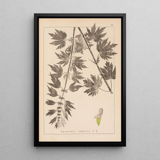 Louis Antoine Cusin - Herbier de la flore franaise Pl0833.webp