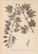 Herbier de la flore française Pl0833 - Louis Antoine Cusin — vy av konstverket
