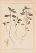 Herbier de la flore française Pl0840 - Louis Antoine Cusin — vy av konstverket