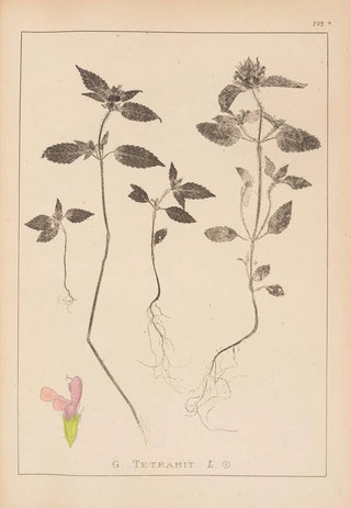 Louis Antoine Cusin - Herbier de la flore franaise Pl0840.webp