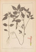 Herbier de la flore française Pl0841 - Louis Antoine Cusin — vy av konstverket