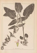 Herbier de la flore française Pl0846 - Louis Antoine Cusin — vy av konstverket