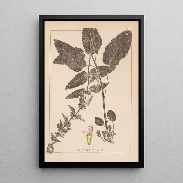 Louis Antoine Cusin - Herbier de la flore franaise Pl0846.webp