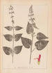 Herbier de la flore française Pl0847 - Louis Antoine Cusin — vy av konstverket
