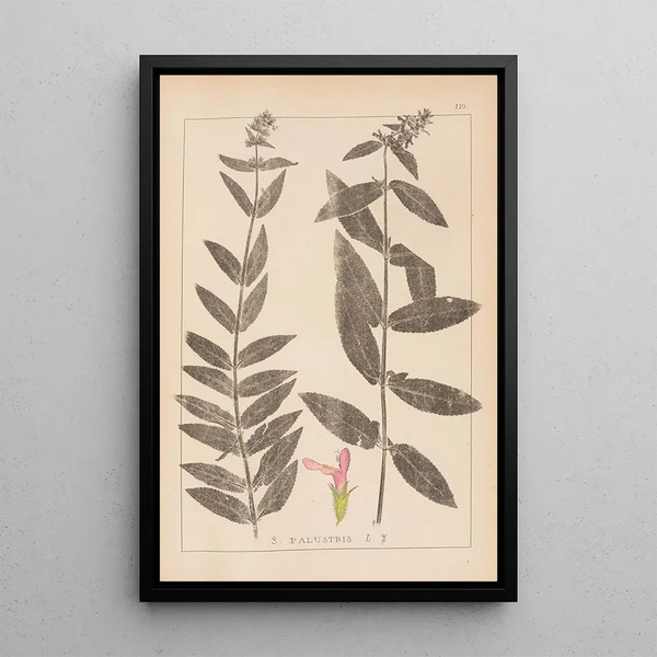 Louis Antoine Cusin - Herbier de la flore franaise Pl0849.webp