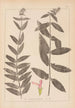Herbier de la flore française Pl0849 - Louis Antoine Cusin — vy av konstverket