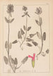 Herbier de la flore française Pl0861 - Louis Antoine Cusin — vy av konstverket