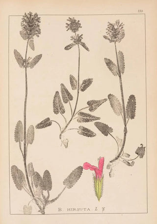 Louis Antoine Cusin - Herbier de la flore franaise Pl0861.webp