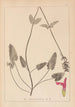 Herbier de la flore française Pl0862 - Louis Antoine Cusin — vy av konstverket