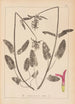 Herbier de la flore française Pl0863 - Louis Antoine Cusin — vy av konstverket